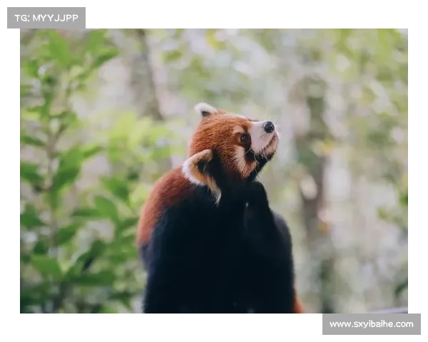 永歌森林深度探险之旅与自然亲密对话的奇妙体验 永歌森林深度探险之旅与自然亲密对话的奇妙体验